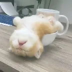 ��ƿ��Ƶv1.1.3 �ֻ���