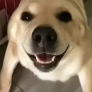 �󹷽���Ϸ������ư�(������ģ����Ϸ)v1.1 ��Ѱ�
